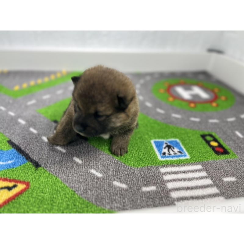 販売中の愛知県の豆柴-433401の4枚目