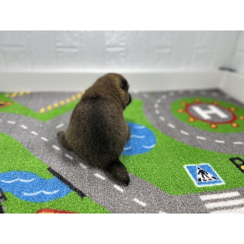 販売中の愛知県の豆柴-433401の3枚目