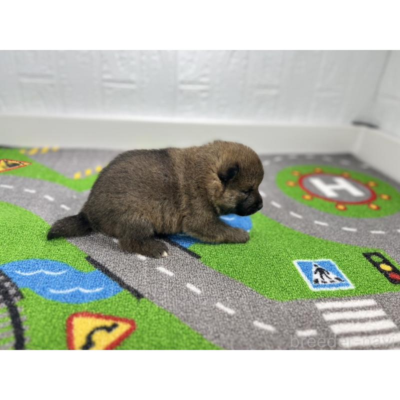 販売中の愛知県の豆柴-433401の2枚目