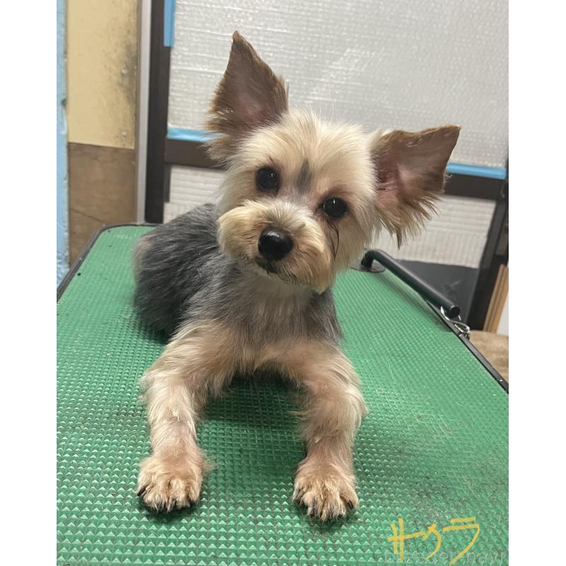 サクラちゃん1枚目