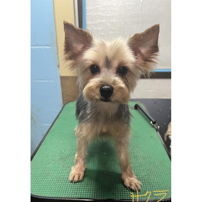 サクラちゃん1枚目