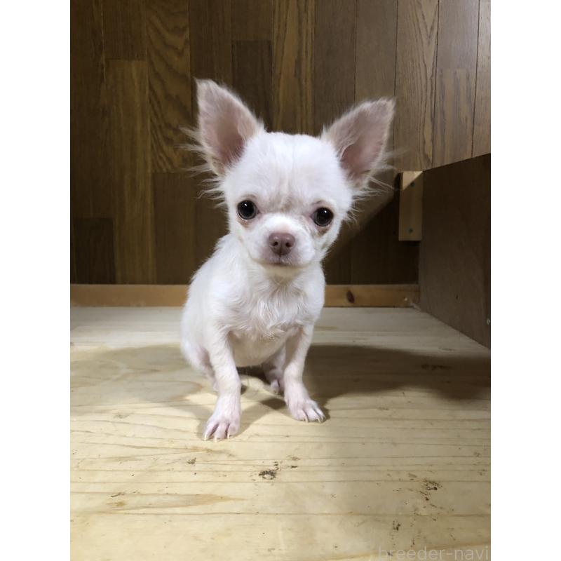 販売中の兵庫県のチワワ(ロングコート)-413797