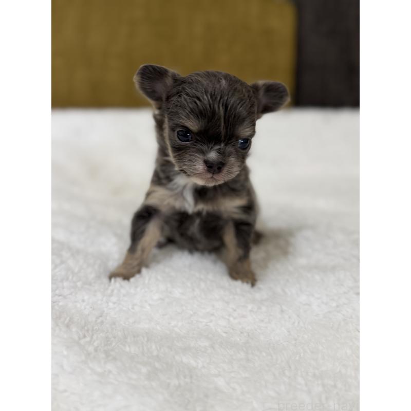 販売中の滋賀県のチワワ(ロングコート)-433402の5枚目