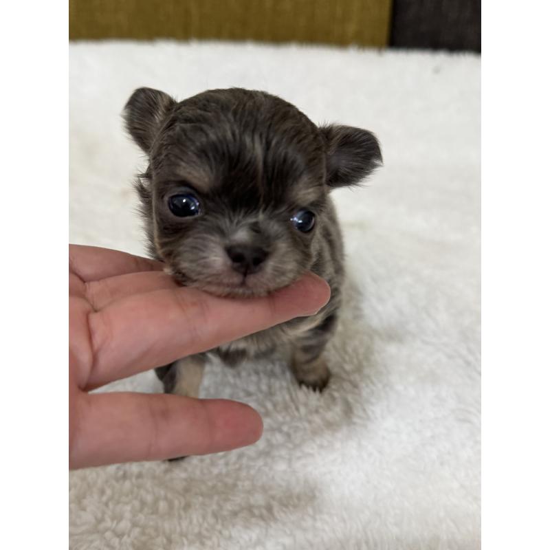 販売中の滋賀県のチワワ(ロングコート)-433402の4枚目