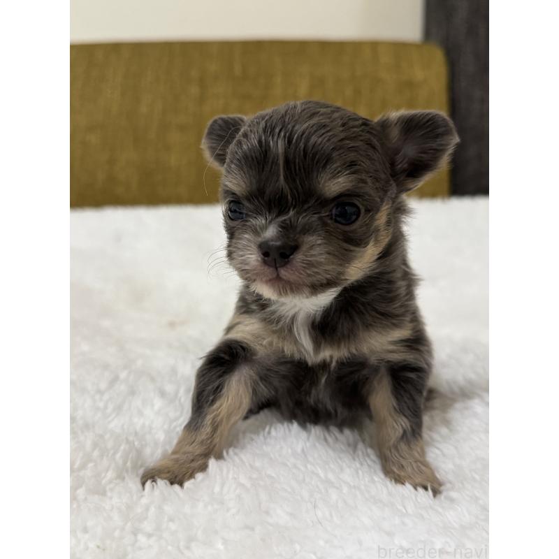 販売中の滋賀県のチワワ(ロングコート)-433402の3枚目