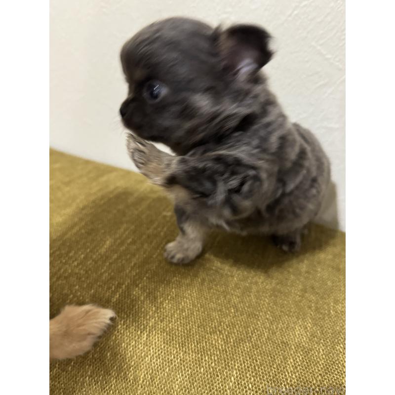 販売中の滋賀県のチワワ(ロングコート)-433402の2枚目