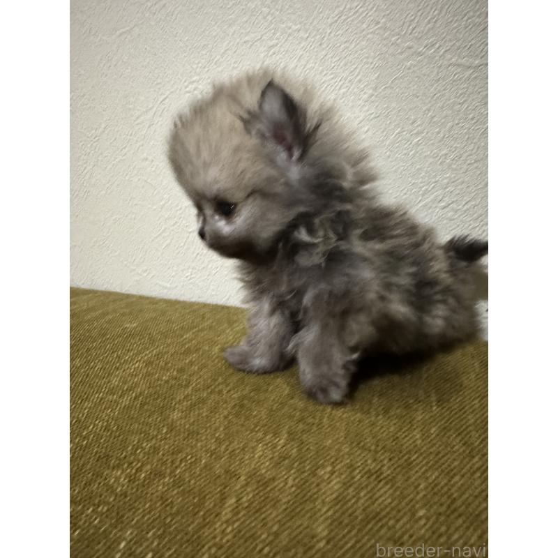 販売中の滋賀県のポメラニアン-433403の5枚目