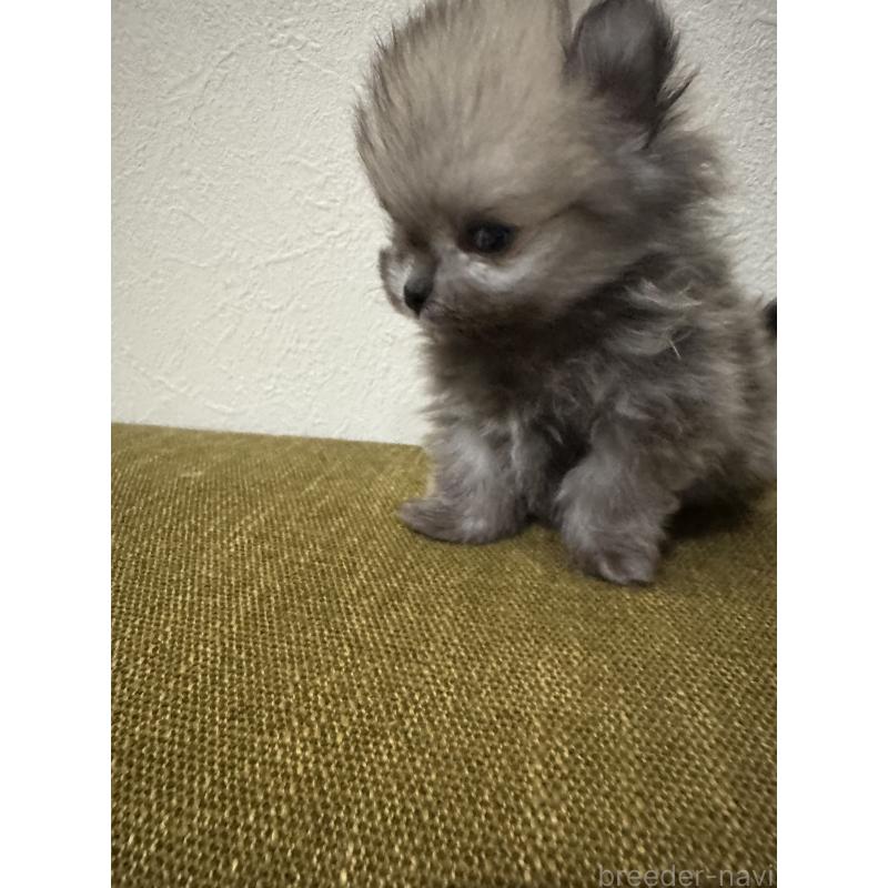 販売中の滋賀県のポメラニアン-433403の4枚目