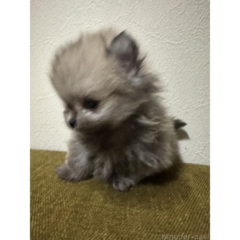 販売中の滋賀県のポメラニアン-433403の2枚目