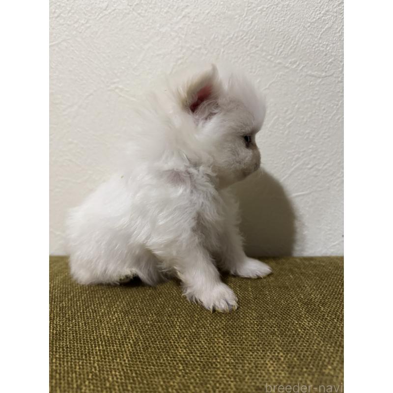 販売中の滋賀県のポメラニアン-433404の6枚目