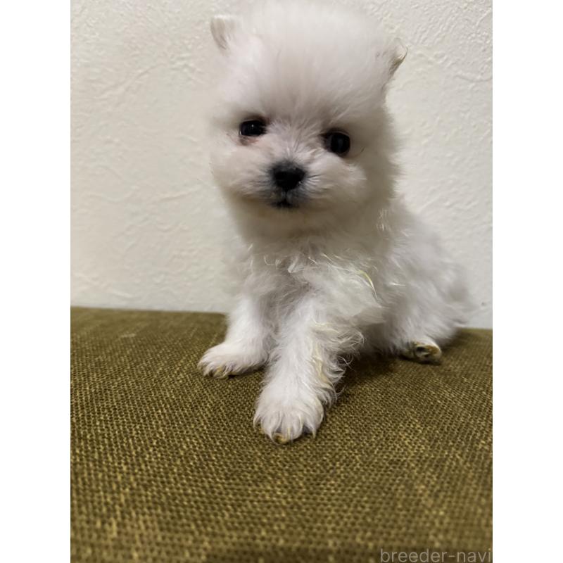 販売中の滋賀県のポメラニアン-433404の5枚目