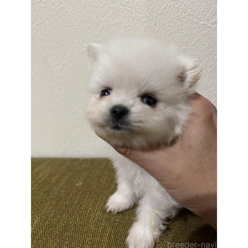 販売中の滋賀県のポメラニアン-433404の4枚目