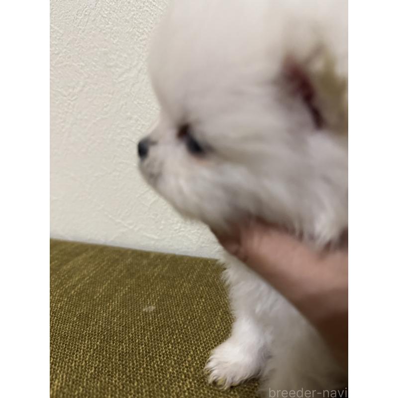 販売中の滋賀県のポメラニアン-433404の3枚目