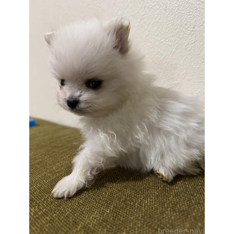 販売中の滋賀県のポメラニアン-433404の2枚目