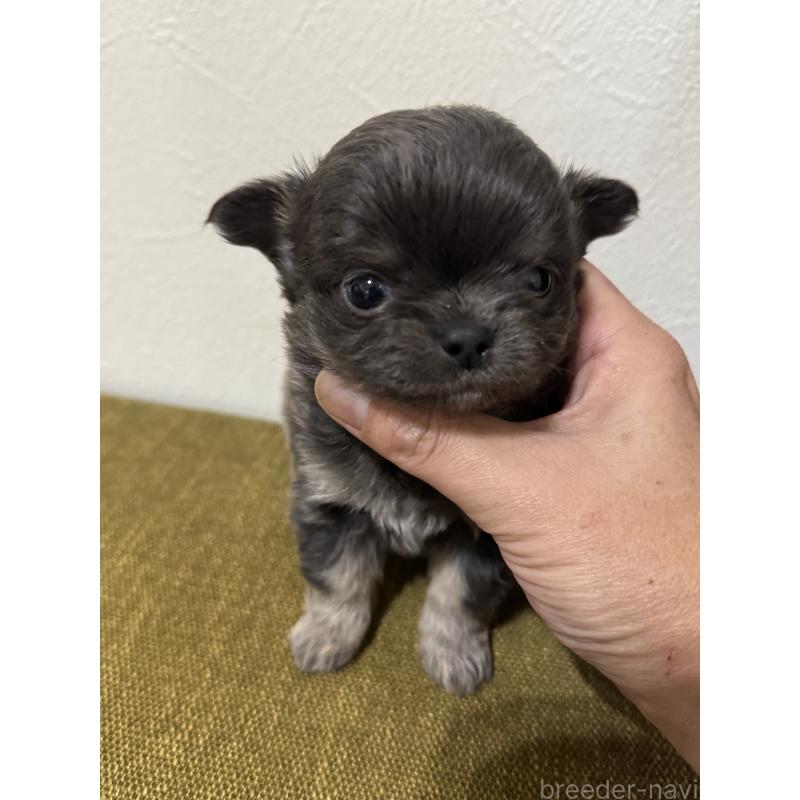 販売中の滋賀県のチワワ(ロングコート)-433405の5枚目