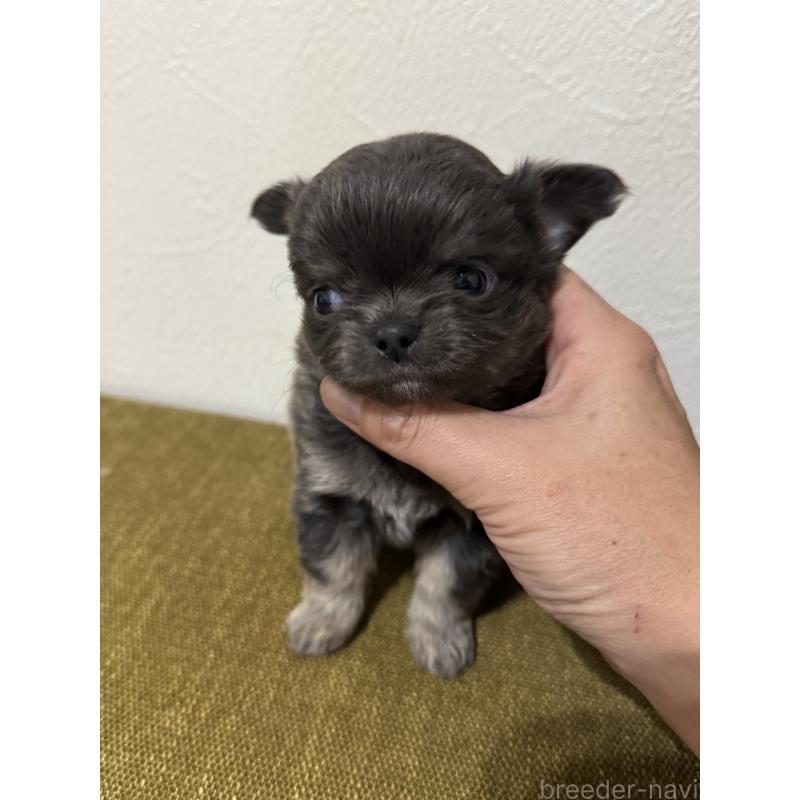 販売中の滋賀県のチワワ(ロングコート)-433405の4枚目