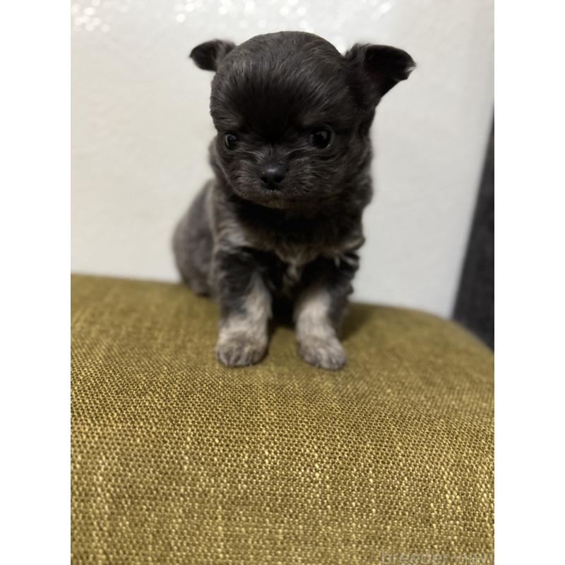 販売中の滋賀県のチワワ(ロングコート)-433405の2枚目