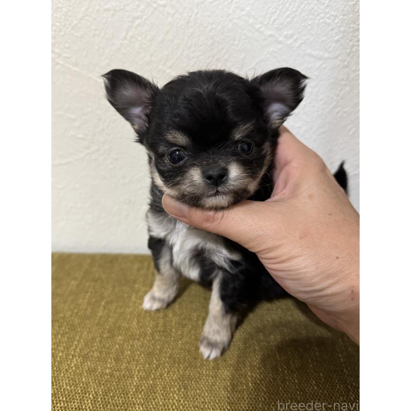 販売中の滋賀県のチワワ(ロングコート)-433406の5枚目