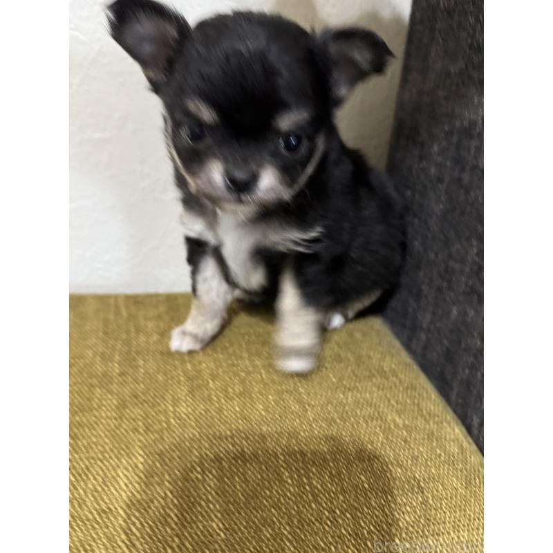 販売中の滋賀県のチワワ(ロングコート)-433406の4枚目