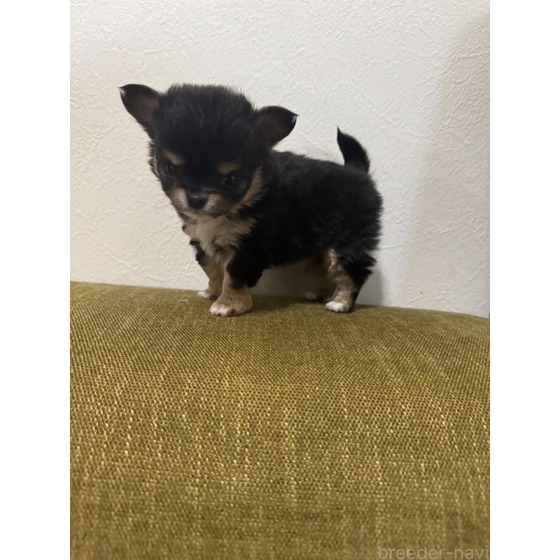 販売中の滋賀県のチワワ(ロングコート)-433406の3枚目