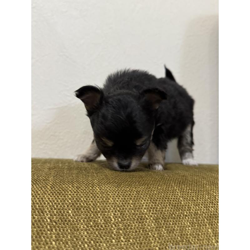 販売中の滋賀県のチワワ(ロングコート)-433406の2枚目