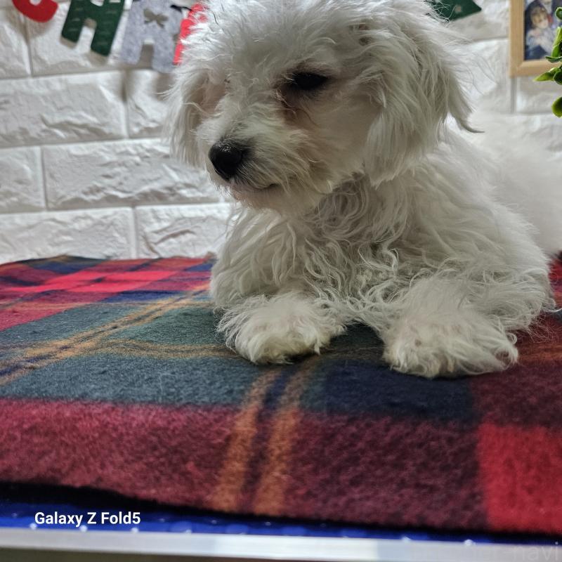 販売中の愛知県のビションフリーゼ-412561の7枚目