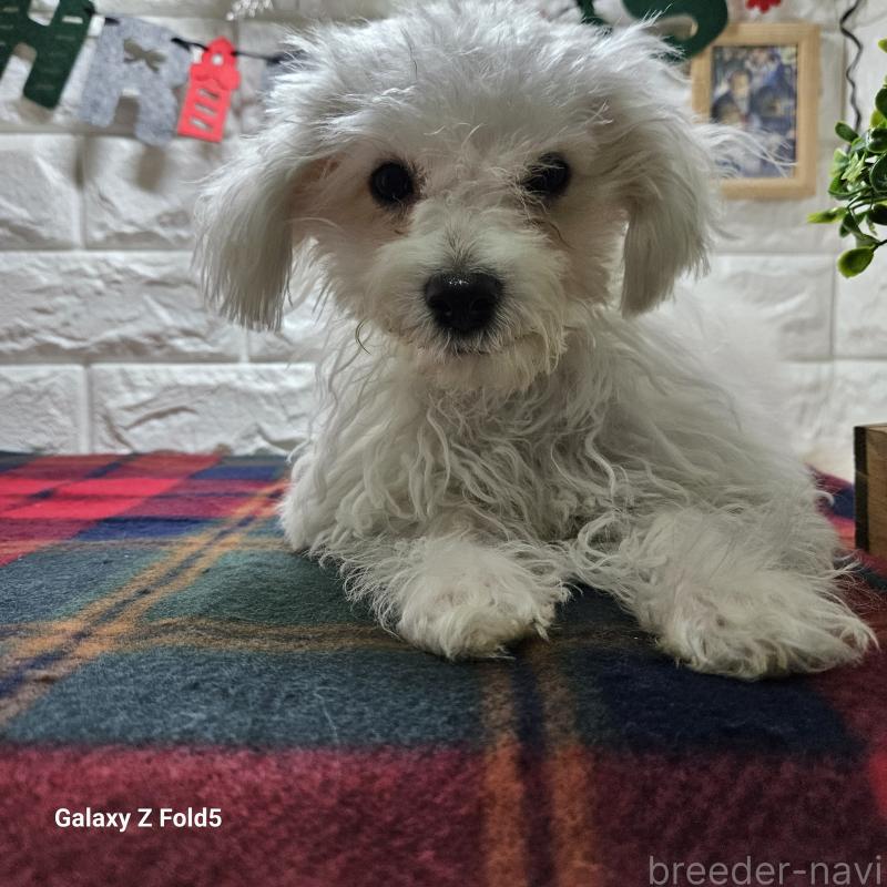 販売中の愛知県のビションフリーゼ-412561