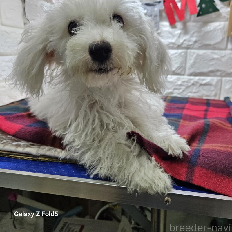 販売中の愛知県のビションフリーゼ-412561の6枚目