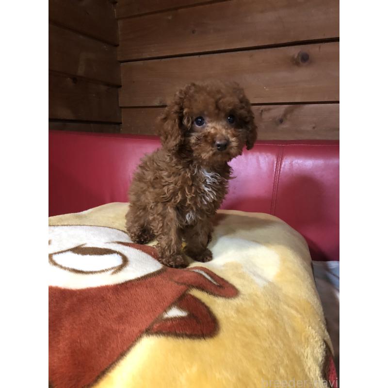 販売中の兵庫県のトイプードル-425599の13枚目