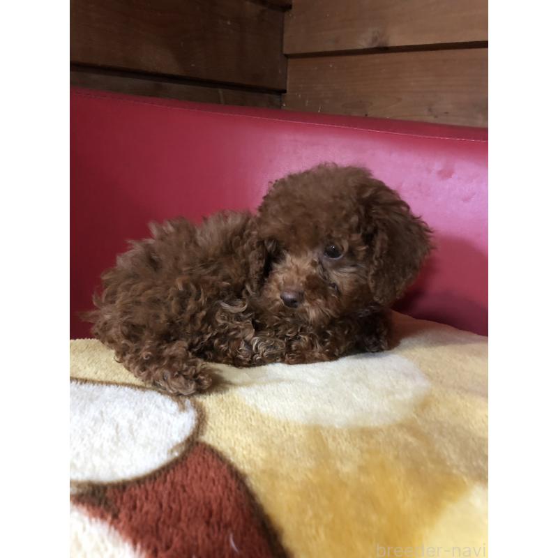 販売中の兵庫県のトイプードル-425599の12枚目