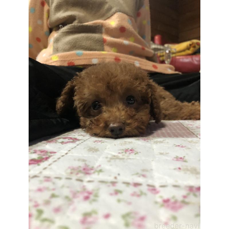 販売中の兵庫県のトイプードル-425599の11枚目