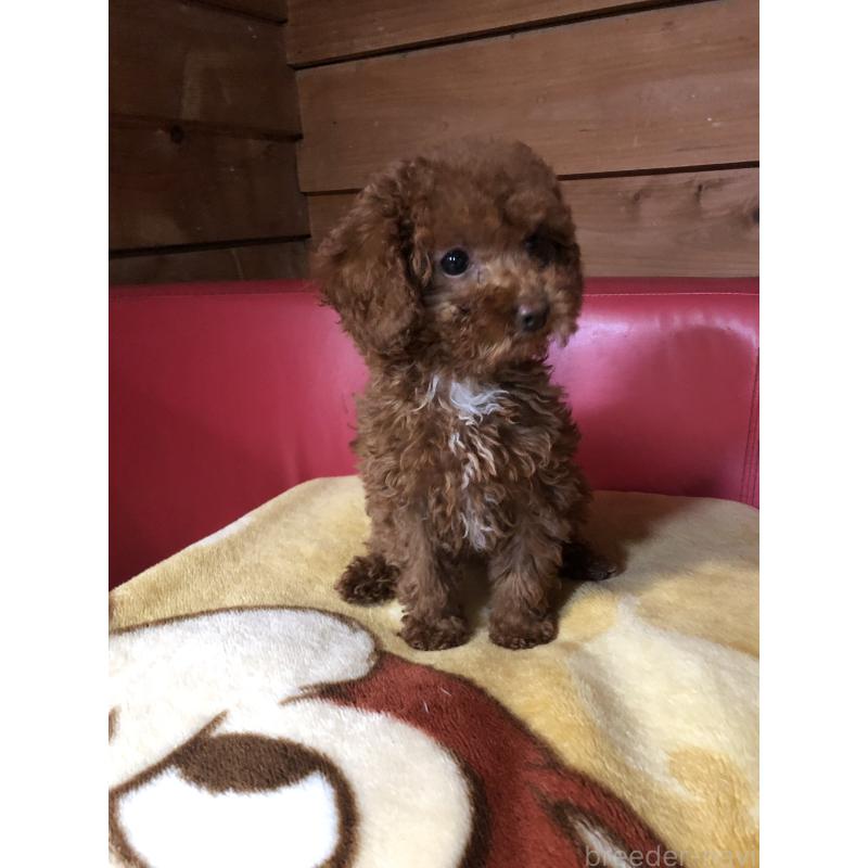 販売中の兵庫県のトイプードル-425599の10枚目