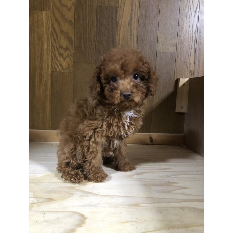 販売中の兵庫県のトイプードル-425599