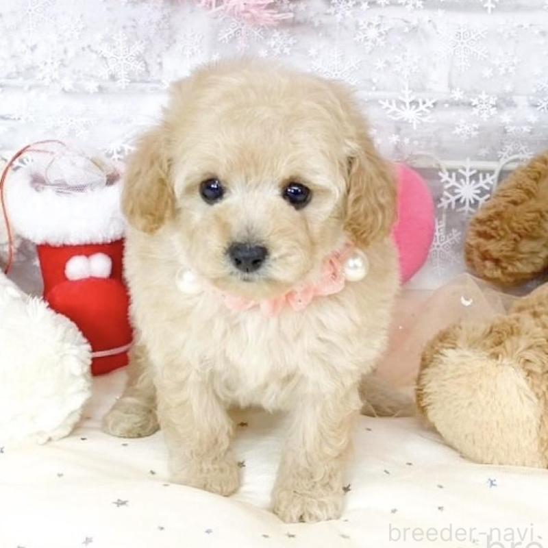 販売中の滋賀県のタイニープードル-433426の1枚目