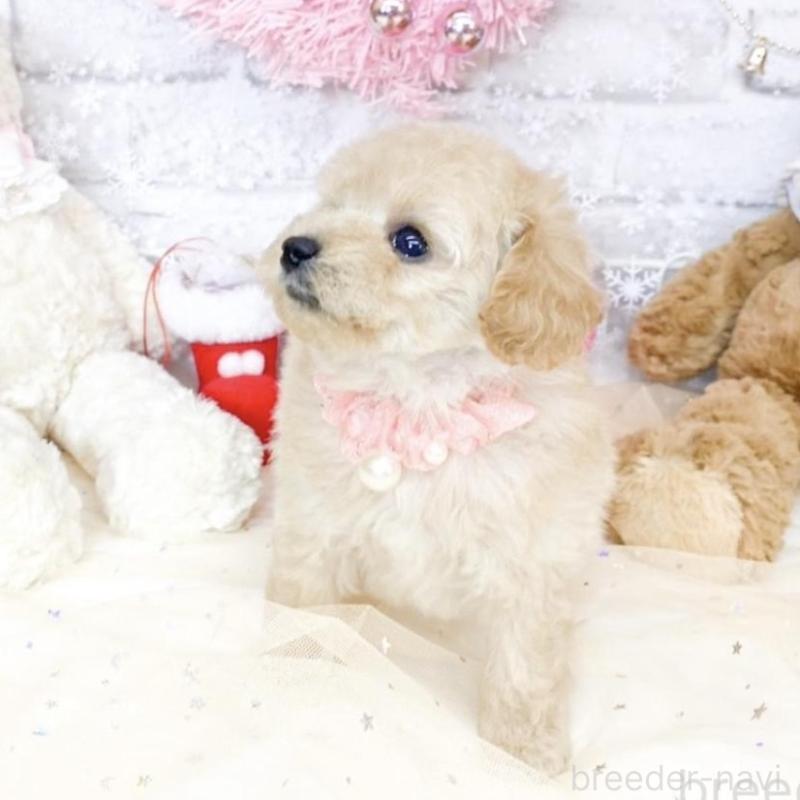 販売中の滋賀県のタイニープードル-433426の3枚目