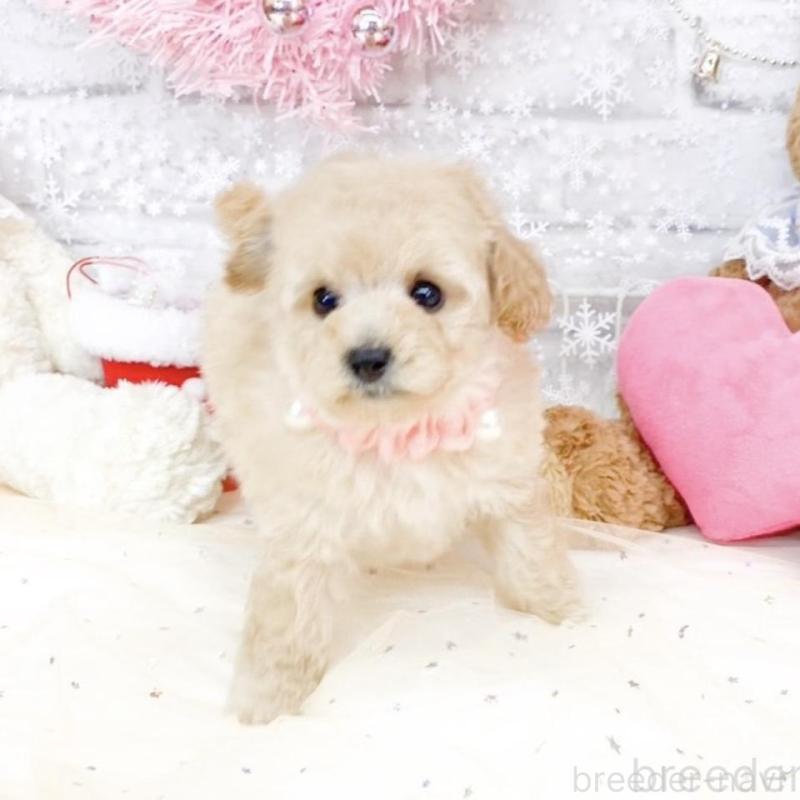 販売中の滋賀県のタイニープードル-433426の2枚目