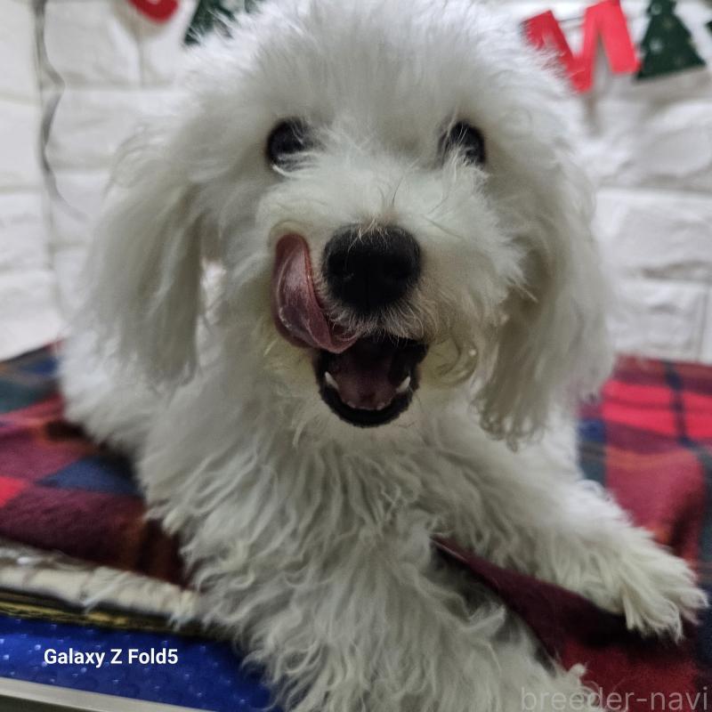 販売中の愛知県のビションフリーゼ-412561の5枚目