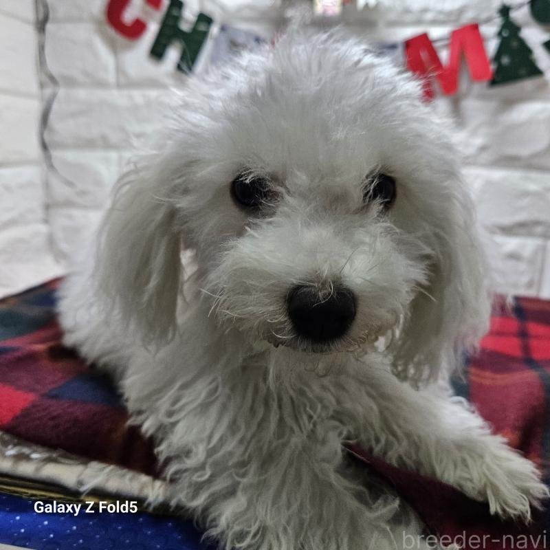 販売中の愛知県のビションフリーゼ-412561の4枚目