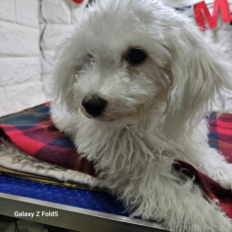 販売中の愛知県のビションフリーゼ-412561の3枚目