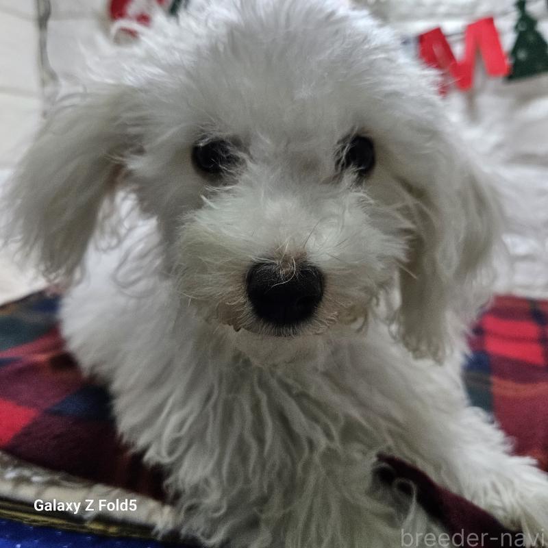 販売中の愛知県のビションフリーゼ-412561の2枚目