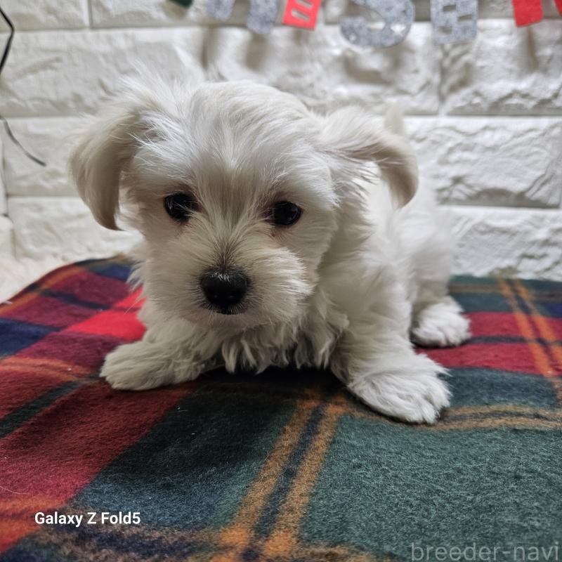 販売中の愛知県のチワマル:チワワ×マルチーズ-432436