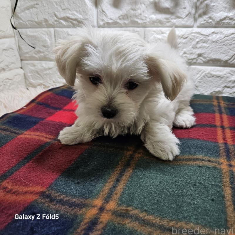 販売中の愛知県のチワマル:チワワ×マルチーズ-432436の14枚目