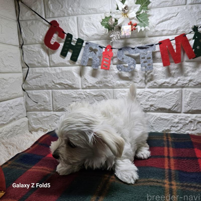 販売中の愛知県のチワマル:チワワ×マルチーズ-432436の13枚目