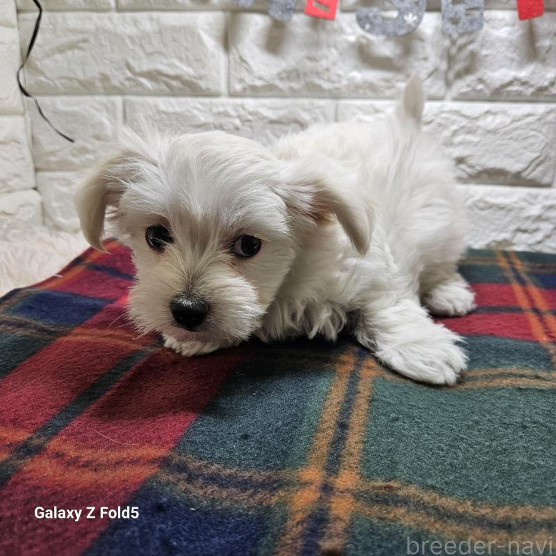 販売中の愛知県のチワマル:チワワ×マルチーズ-432436の11枚目