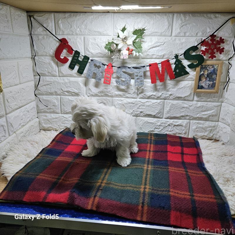 販売中の愛知県のチワマル:チワワ×マルチーズ-432436の10枚目