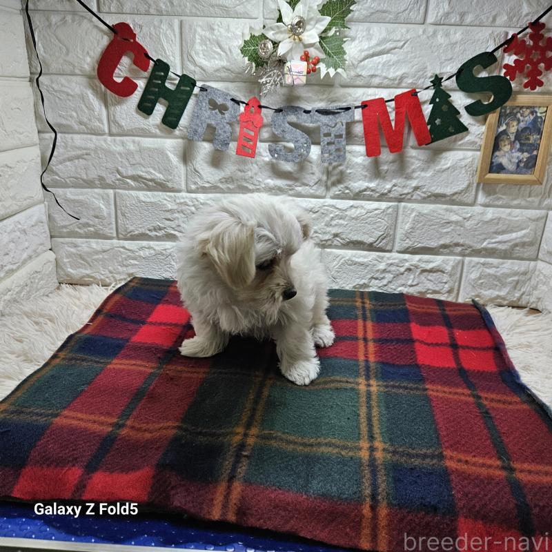 販売中の愛知県のチワマル:チワワ×マルチーズ-432436の8枚目