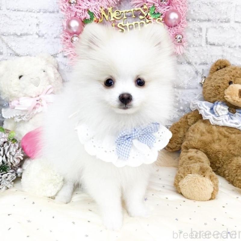 販売中の滋賀県のポメラニアン-433427