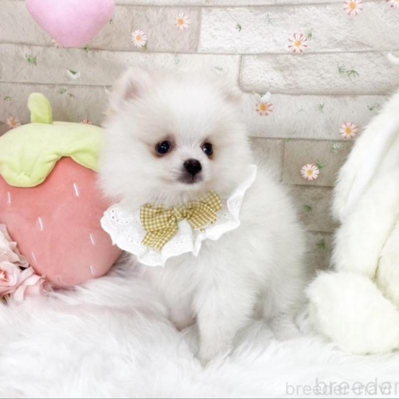 販売中の滋賀県のポメラニアン-433427の6枚目