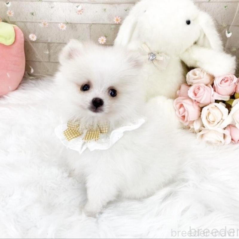 販売中の滋賀県のポメラニアン-433427の5枚目