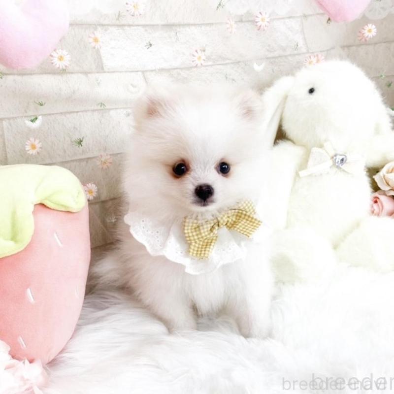 販売中の滋賀県のポメラニアン-433427の4枚目